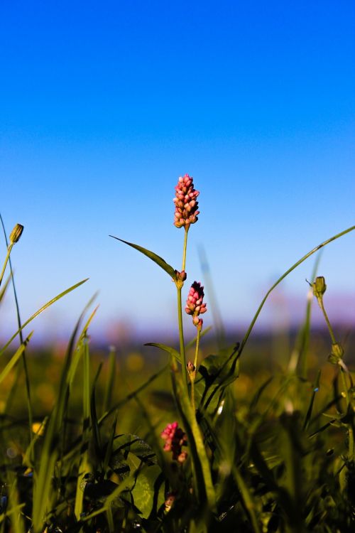 flower nature summer