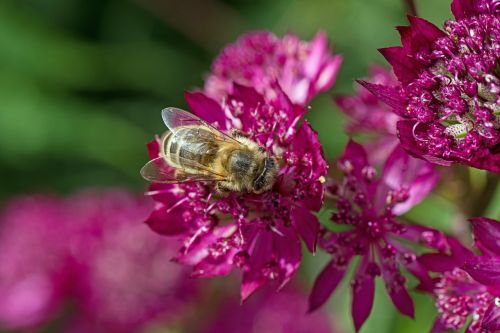 flower purple bee