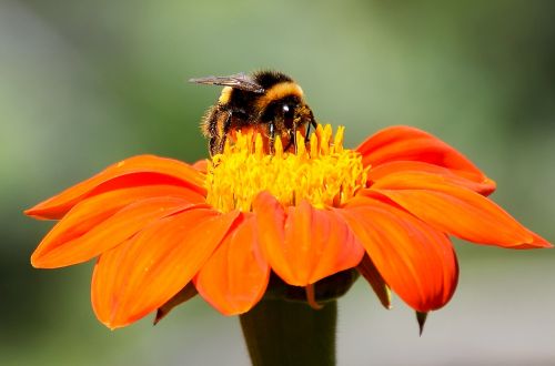 flower bees bee