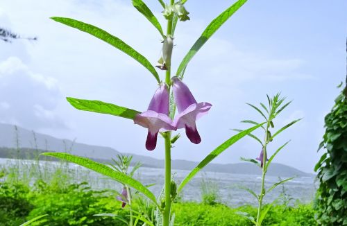 flower purple sesame