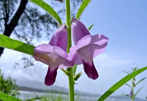 flower purple sesame