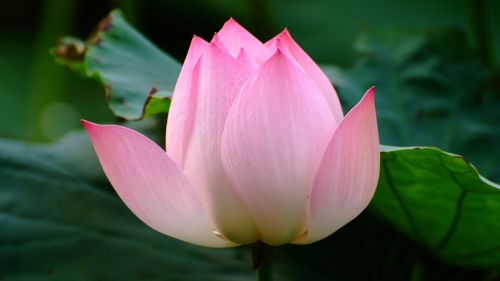 lotus flower pink