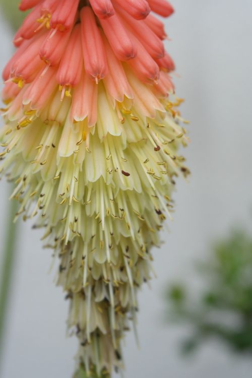 flower kleopartřina needle gradient colors