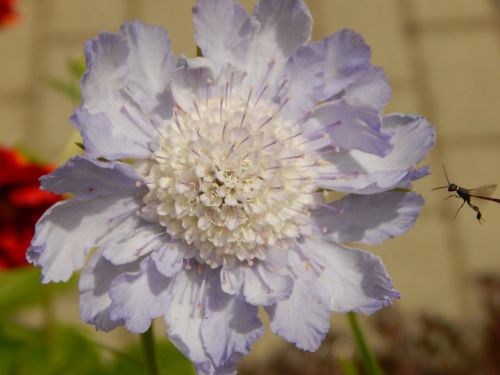 flower insect blossom