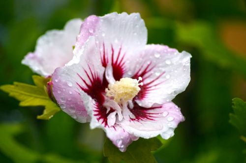 flower hibiscus botany