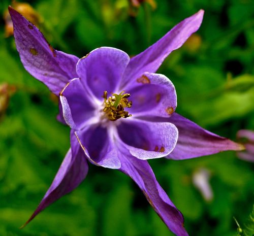 flower lilac blossom