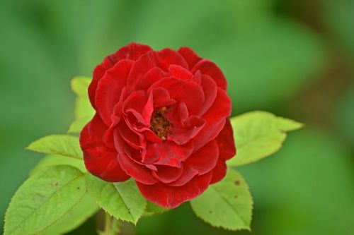 flower red rose green
