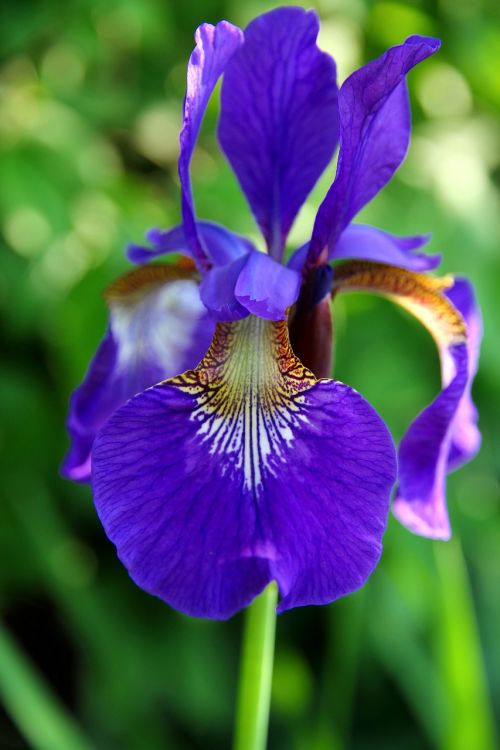 iris flower blossom