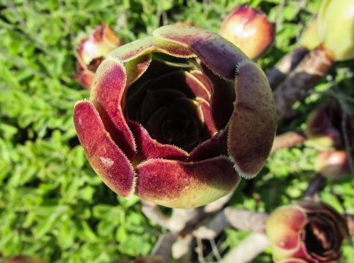 flower cactus plant