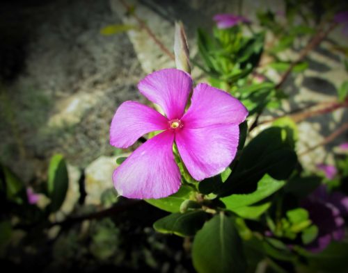 flower pink pink flowers