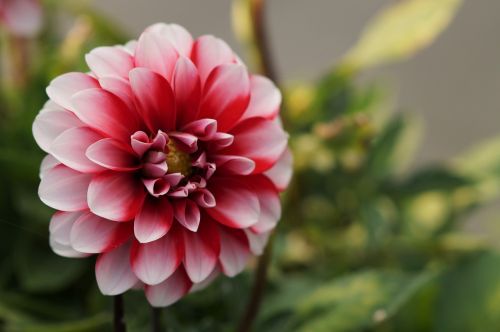 flower bicolor nature