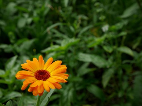 flower orange green