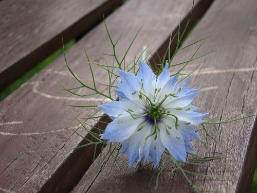 flower blue banch