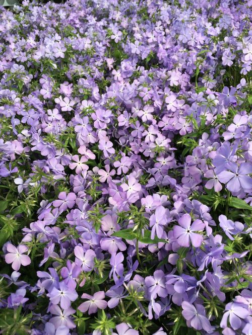 flower purple purple flowers