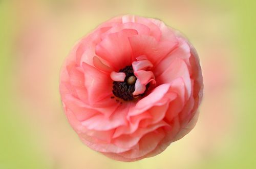 ranunculi flower ranuncula