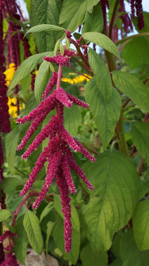 flower pink plant