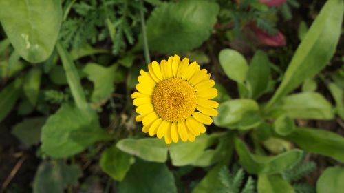 flower yellow blossom