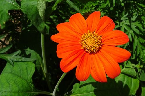 flower mexican sunflower tithonia