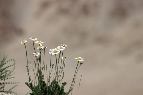 flower ladakh dessert