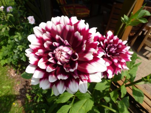 dahlias flower garden