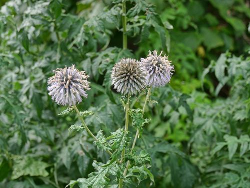 flower garden nature