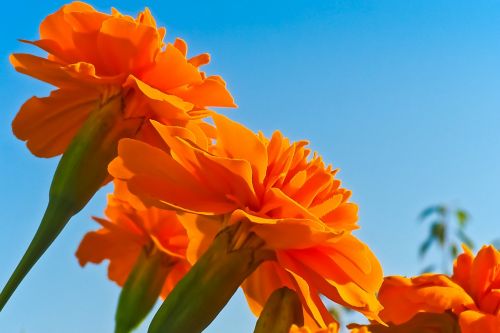 flower marigold blossom