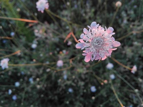 flower plants nature