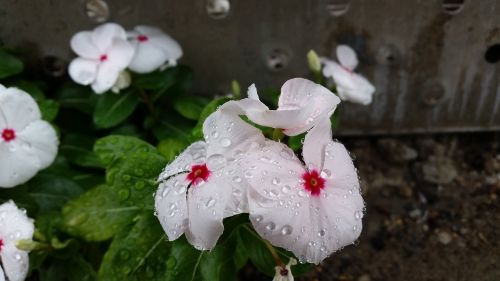 flower raindrops dew