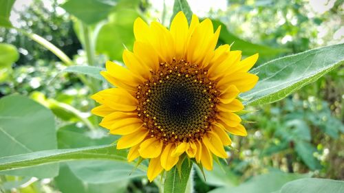 flower sunflower summer