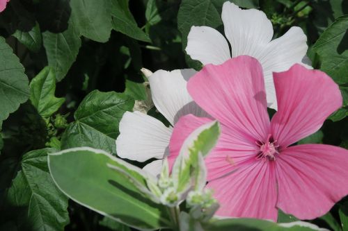 flower pink flowers