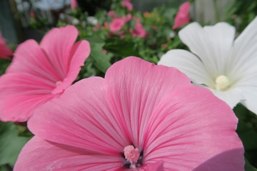 flower pink flowers