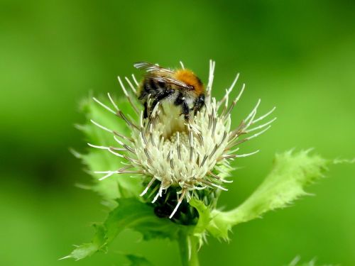 flower bee insect