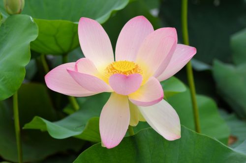 flower water lily nature