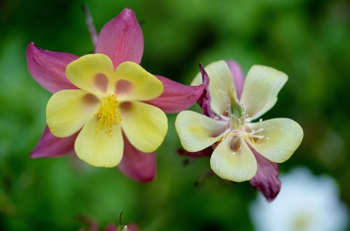 flower plant nature