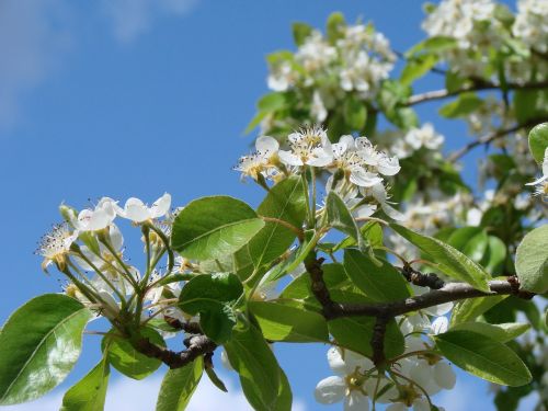 flower green plant