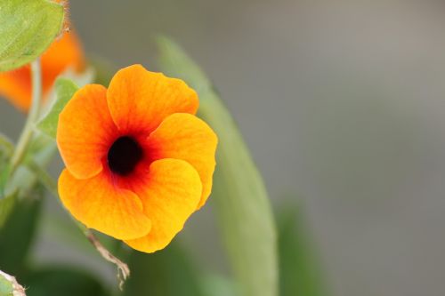 flower black-eyed suzanne
