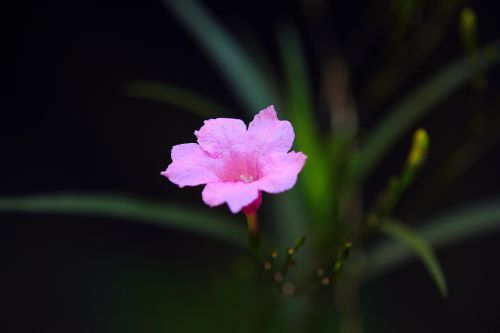 flower plant garden