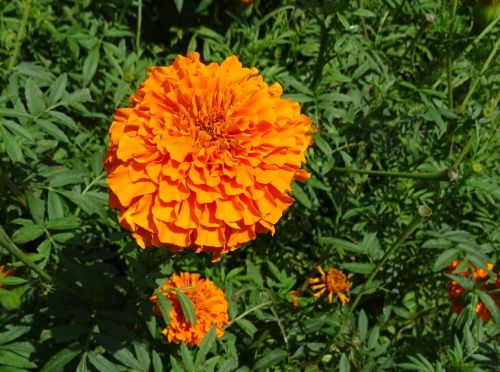 flower marigold orange