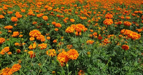 flower marigold orange