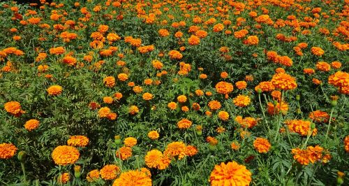 flower marigold orange