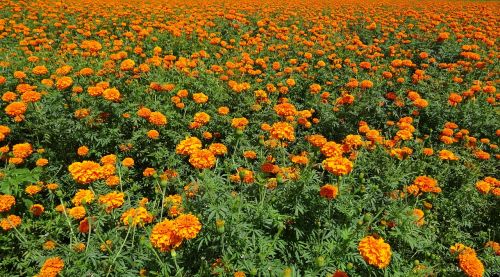 flower marigold orange