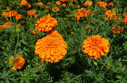 flower marigold orange