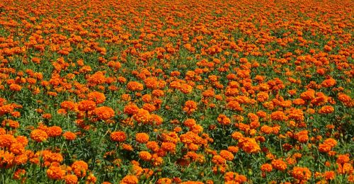 flower marigold orange