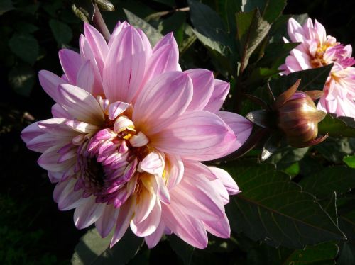 flower pink dahlias