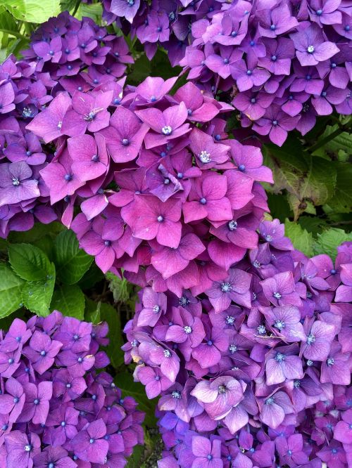 flower purple bouquet