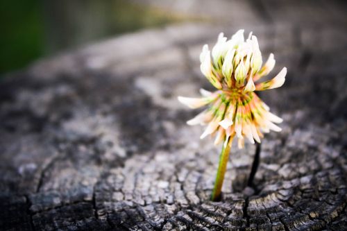 flower macro nature