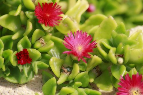 flower pink plant