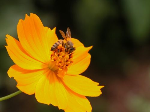 flower bee orange