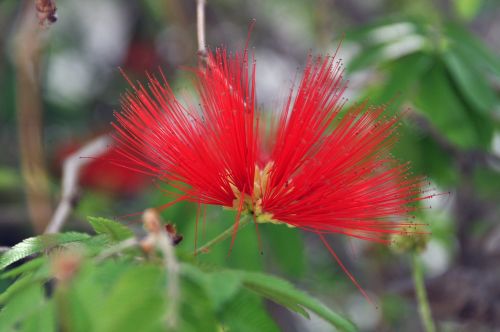 flower plant red