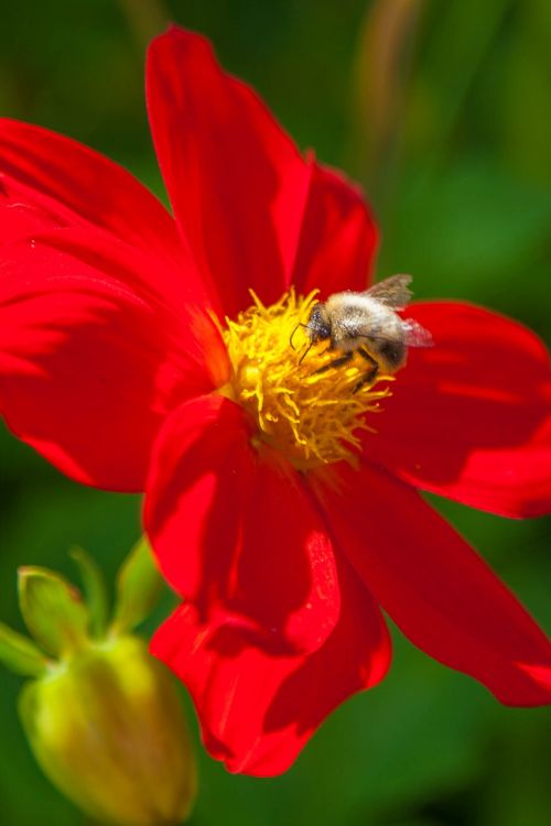 flower bumblebee summer